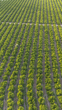 Aerial view of neatly aligned rows of citrus trees in a lush orchard with green foliage and brown soil paths under soft daylight in Coria del Rio, Andalusia, Spain.