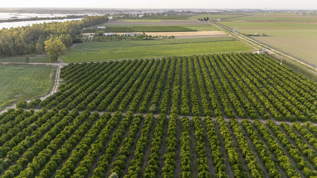 Aerial view of lush green agricultural fields and neat rows of fruit trees under a soft evening light in Coria del Rio, Andalusia, Spain.