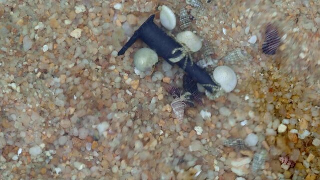 Hermit Crabs Gathering Around Plastic Debris on Sandy Seabed Macro Close Up