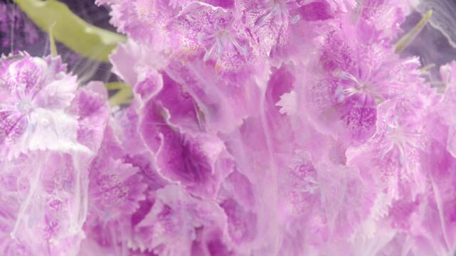 Lavender frilly petals with mist and silk like flow, delicate ruffles dissolve into creamy vapor, pastel tones and soft focus create dreamlike botanical