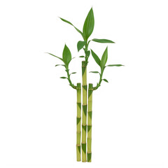 Naklejka premium Fresh green asparagus stalks standing