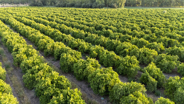 Aerial view of neat rows of citrus trees in a lush green orchard under bright sunlight in Coria del Rio, Andalusia, Spain.