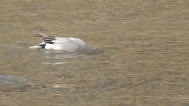 Male Eurasian Wigeon Duck Dipping Head Underwater While Swimming in River