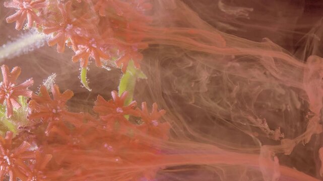 Closeup coral flower in swirling ink, slender stem and tiny florets ride translucent pink currents, gentle diffusion and ripple create calming botanical motion