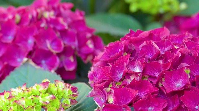 Vibrant Magenta Hydrangea Macrophylla Blossoms in a Lush Botanical Garden