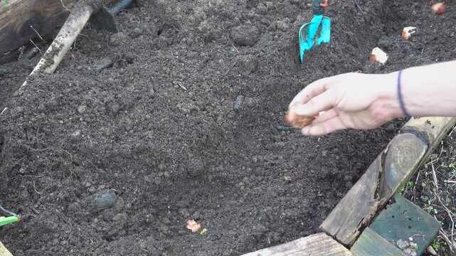 Man planting spring bulbs in a wooden raised garden bed in a family backyard