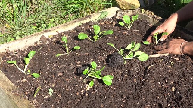 Man planting Pak Choi seedlings in a wooden raised bed with fertile soil home gardening