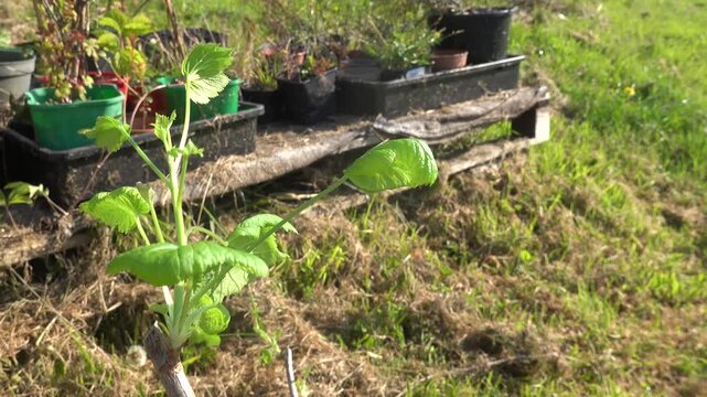 Man showing a successful currant cutting with visible roots in the backyard garden