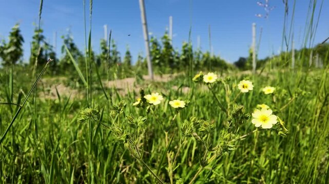 Yellow Wildflowers and Green Grass in a Sunny Italian Vineyard