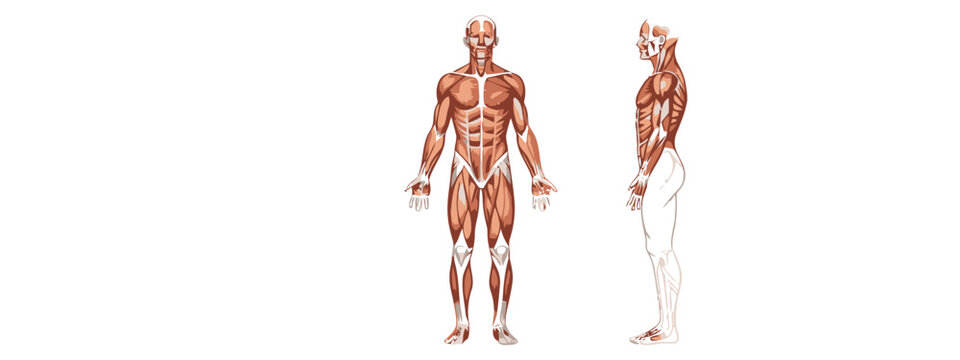 Vector illustration of anatomical illustration of human body muscle structure from front and side