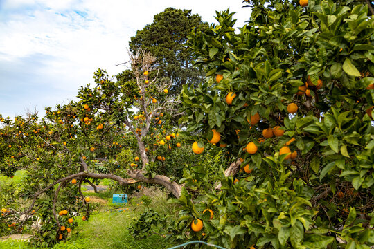 Ripe orange fruit hanging on green citrus tree branches in orchard in December. Agricultural grove field with orange harvest during low season. Ayia Napa resort, Cyprus.
