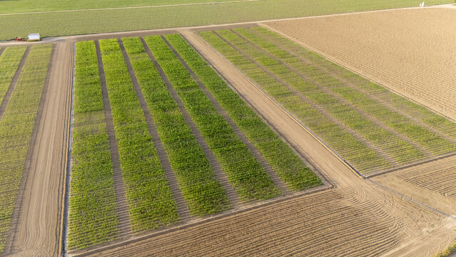 Aerial view of organized agricultural plots and green crops at Finca El Majano with dirt paths and brown soil in Coria del Rio, Andalusia, Spain.