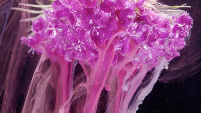 Closeup pink jellyfish tentacles pulsing, underwater medusa bloom drifting in dark water, translucent frilly oral arms trailing, bioluminescent glow accenting