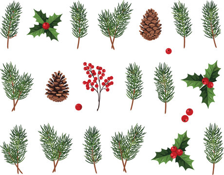 Christmas foliage vector collection isolated, pine branches holly leaves and winter botanical illustration design set