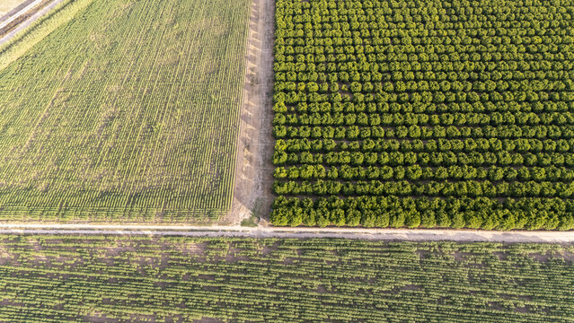 Aerial view of the agricultural landscape of Finca El Majano featuring neat rows of citrus trees and cultivated fields under warm sunlight in Coria del Rio, Andalusia, Spain.