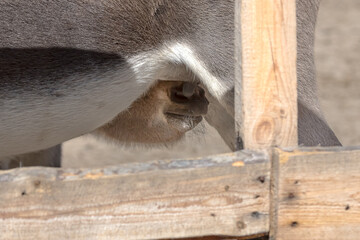 Obraz premium A cute little donkey drinks its mother's milk on a farm in the countryside. Adorable baby donkey sucks its mother's udder on a rural farm. The natural bond between a donkey foal and its caring mother.