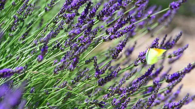 Cleopatra butterfly (Gonepteryx cleopatra) sitting on blossoming lavender in the Provence in France during a sunny summer day. Slow motion clip.