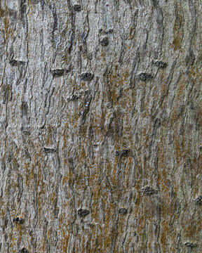 Antiaris Toxicaria Tree Bark Texture &ndash; Premium Tropical Forest Background