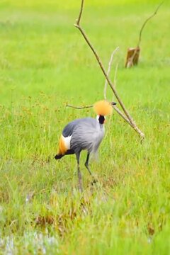graceful gray crowned cran dancing 