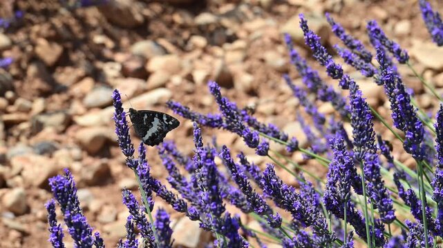 Great banded grayling butterfly sitting on blossoming lavender in the Provence in France during a sunny summer day. Slow motion clip.