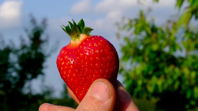 large juicy strawberry is held between a man's fingers against a backdrop of green leaves and blue sky. Close-up view highlights the freshness of the summer harvest.