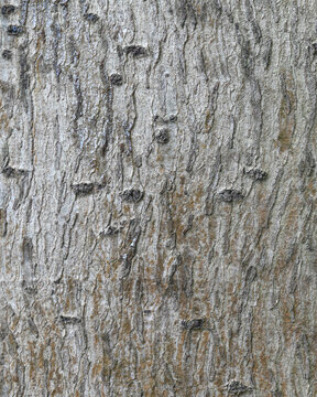 Elegant Minimalist Bark Texture of Antiaris Toxicaria &ndash; Organic Nature Background