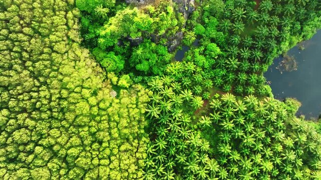 Top view aerial shot of the palm grove in the morning,palm grove and shadows from palm trees,Amazing nature trees background