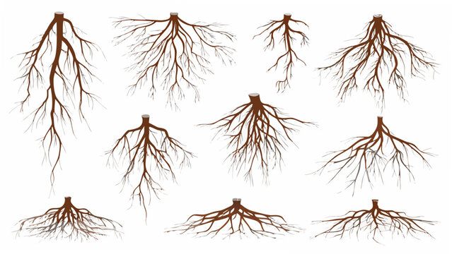 Exposed plant roots collection detailed vector illustration on a white background botanical root system