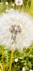 Obraz premium This high-resolution macro shot captures a delicate dandelion seed head in full bloom against a soft, sun-drenched meadow. Each gossamer seed is intricately detailed, forming a perfect white sphere