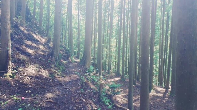 POV Walkthrough on the Kumano Kodo Nakahechi &ndash; Pilgrimage Trail from Inohana-oji to Hosshinmon-oji, Tanabe, Wakayama, Japan　主観移動撮影 世界遺産 熊野古道中辺路「猪鼻王子から発心門王子区間の参詣道」和歌山県田辺市