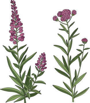 Vector illustration of pink lupine and stock flowers isolated on transparent background