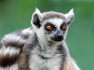 Obraz premium Close-up portrait of fluffy ring-tailed lemur looking away