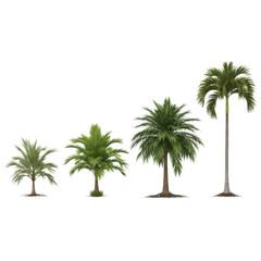 Fototapeta premium A serene tropical landscape with three palm trees on a small island