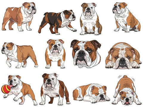 English Bulldog 12 profile poses collection vector illustration