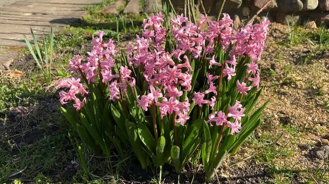 Blooming pink hyacinth flowers in a sunny spring garden
