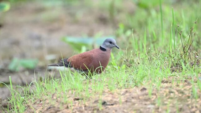 Red Turtle Dove Feeding on Grassy Ground