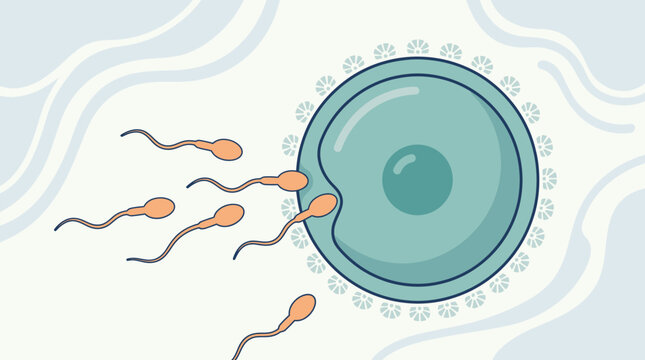 Human sperm approaching human egg cell illustration.