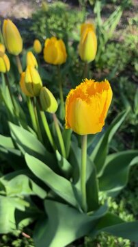 Close-up of bright yellow fringed tulips blooming in the garden