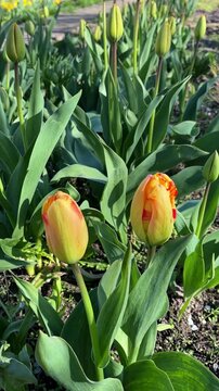 Close-up of yellow and orange tulip buds growing in the garden