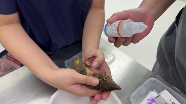 The veterinarian is treating the tree squirrel for corneal inflammation and an eye infection, using eye drops to monitor the progression of the corneal inflammation.