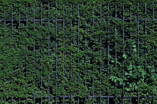 Grille v&eacute;g&eacute;talis&eacute;e recouverte de feuillage vert luxuriant