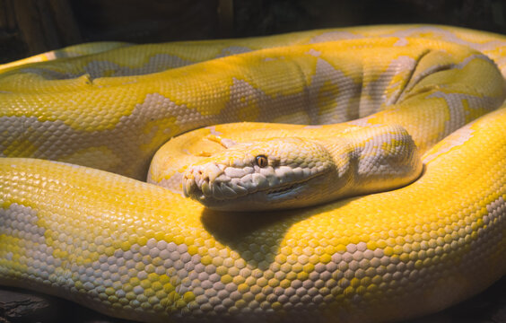 Close-up view of albino Reticulated Python resting coiled with bright yellow scales in a shaded habitat