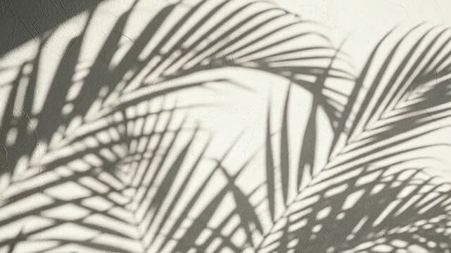 The dark shadows of tropical palm leaves cast upon a textured white wall surface