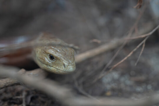 European Glass Lizard on Ground