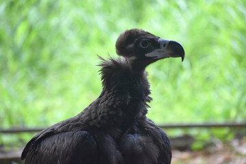 Fototapeta premium Close-Up Portrait of a Young Vulture with Green Bokeh Background