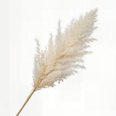 Fototapeta premium Soft, fluffy pampas grass plume with delicate feathery details and a thin stem on white background.