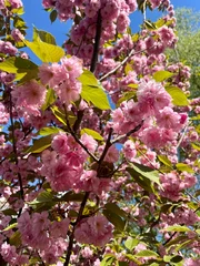 Fotobehang Bloesem pink cherry blossom in spring  © Viktoriia