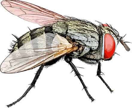 Musca domestica illustration art