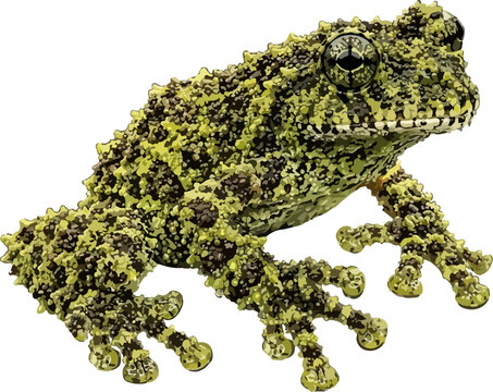 Theloderma corticale illustration art