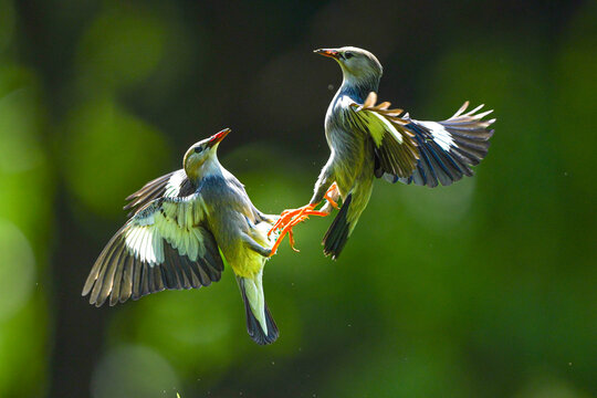 black tailed hummingbird